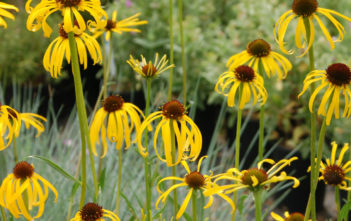 Echinacea paradoxa (Yellow Coneflower) Echinacea paradoxa (Yellow Coneflower)