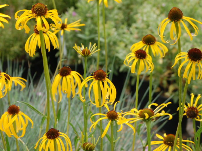 Echinacea paradoxa (Yellow Coneflower)