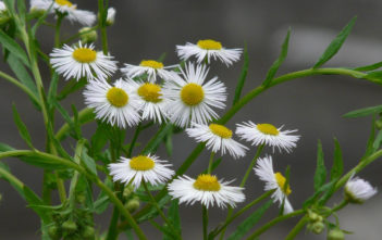 Erigeron annuus (Annual Fleabane) Erigeron annuus (Annual Fleabane)