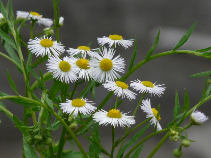 Erigeron Annuus (annual Fleabane) - World Of Flowering Plants