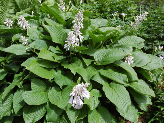 Hosta sieboldiana (Plantain Lily)