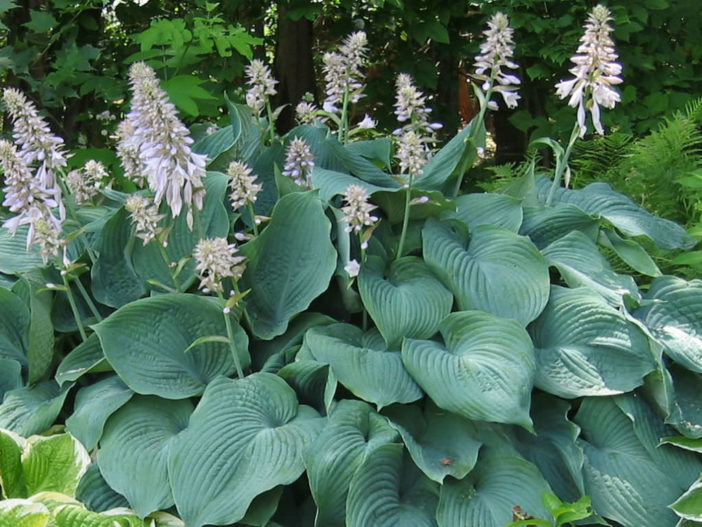 Care Hostas