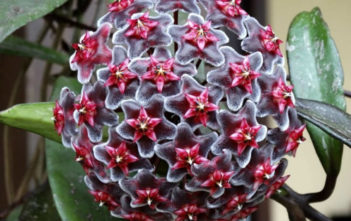 Hoya pubicalyx ‘Royal Hawaiian Purple’ Hoya pubicalyx 'Royal Hawaiian Purple'