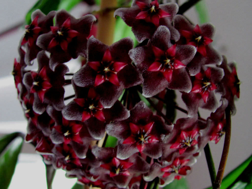 hoya pubicalyx hawaiian royal purple plants flowers worldoffloweringplants via ebay wax choose board