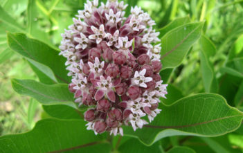 How to Grow and Care for Milkweed Plants Milkweed Plants