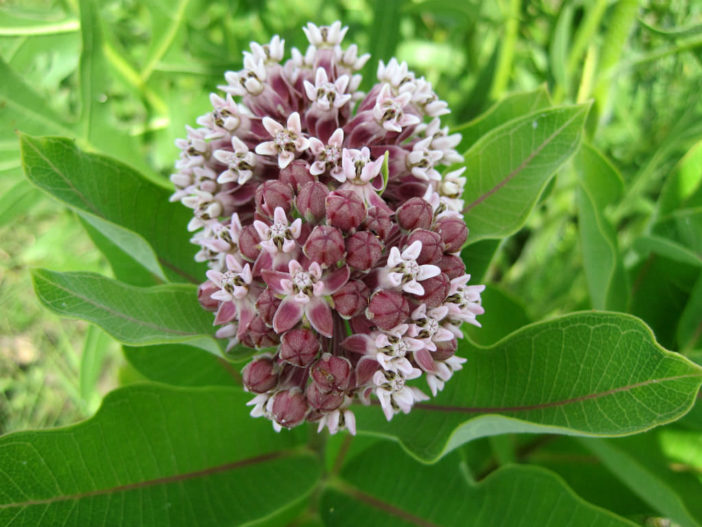 Care Milkweed Plants