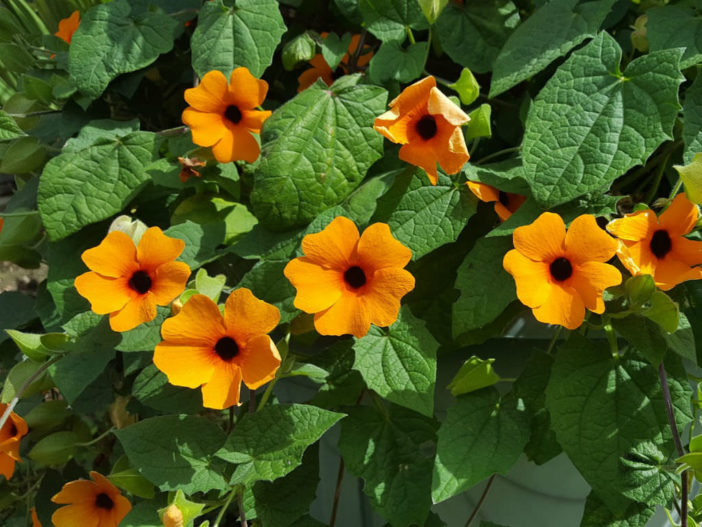 Thunbergia alata (Black-eyed Susan Vine)