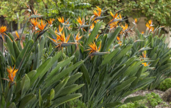 How to Prune a Bird of Paradise Plant Bird of Paradise Plant