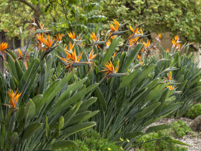 Prune Bird of Paradise Plant