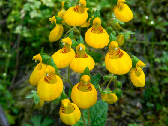 Calceolaria corymbosa - World of Flowering Plants