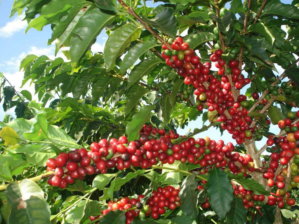 Tanaman kopi jenis Coffea arabica