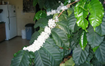 How to Grow and Care for Coffee Plants at Home Coffee Plants at Home