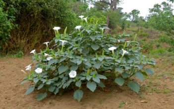 Datura innoxia (Downy Thorn Apple) Datura innoxia (Downy Thorn Apple)