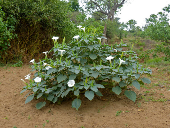 Datura innoxia (Downy Thorn Apple)