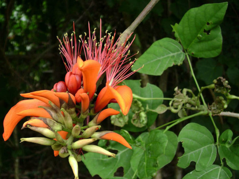 Erythrina variegata (Indian Coral Tree) - World of Flowering Plants