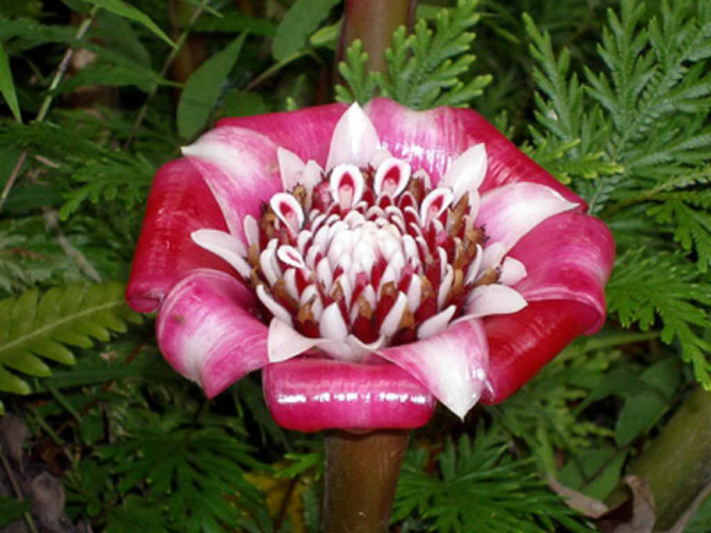 Etlingera Venusta Malay Rose World Of Flowering Plants