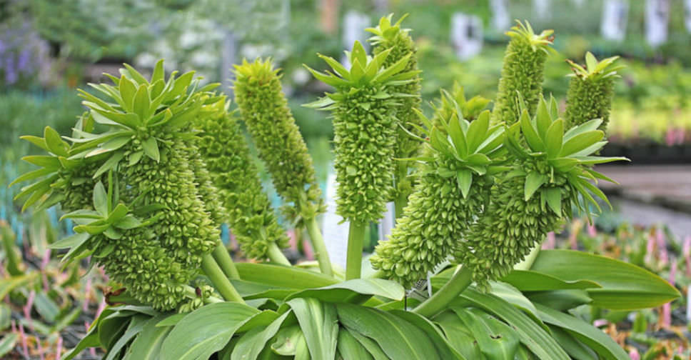 autumnalis (Autumn Pineapple Lily) World of Flowering Plants