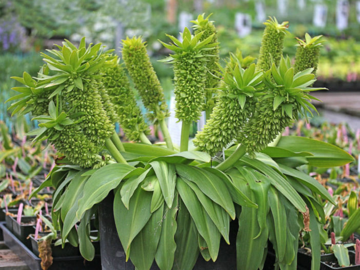 Eucomis autumnalis (Autumn Pineapple Lily)