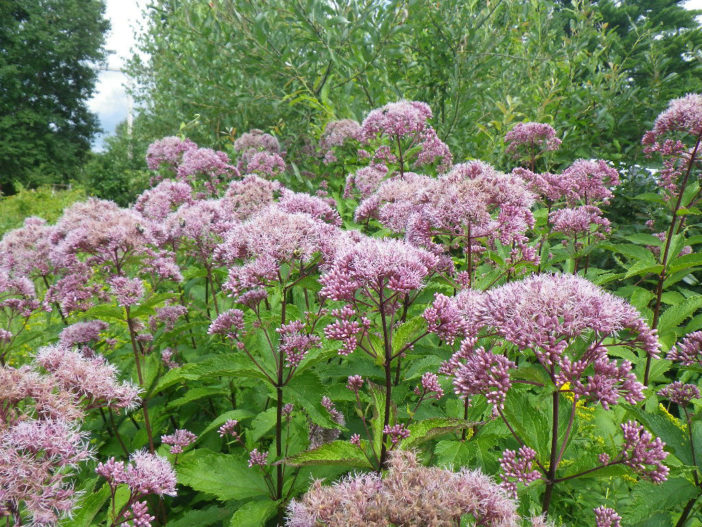 Eutrochium fistulosum (Hollow Joe-Pye Weed)