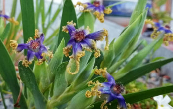 Ferraria uncinata Ferraria uncinata