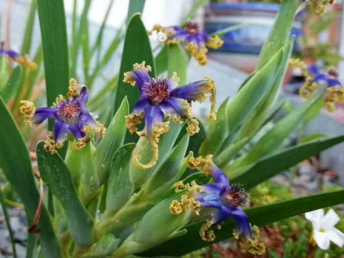 Ferraria uncinata