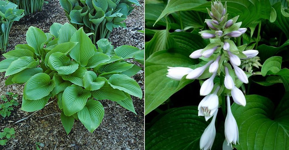 hosta-sieboldiana-var-montana-plantain-lily-world-of-flowering-plants