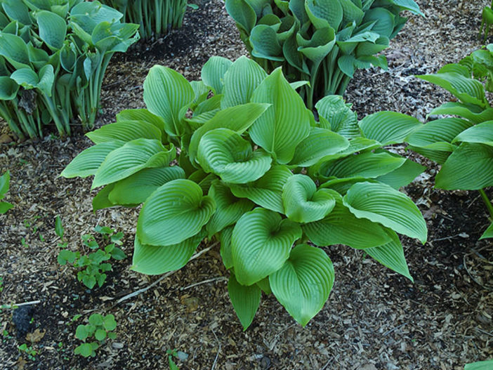 Hosta sieboldiana var. montana (Plantain Lily)