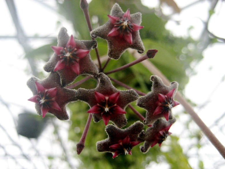 Hoya pubicalyx 'Red Buttons'