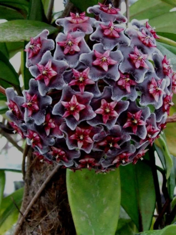 Hoya pubicalyx 'Red Buttons'