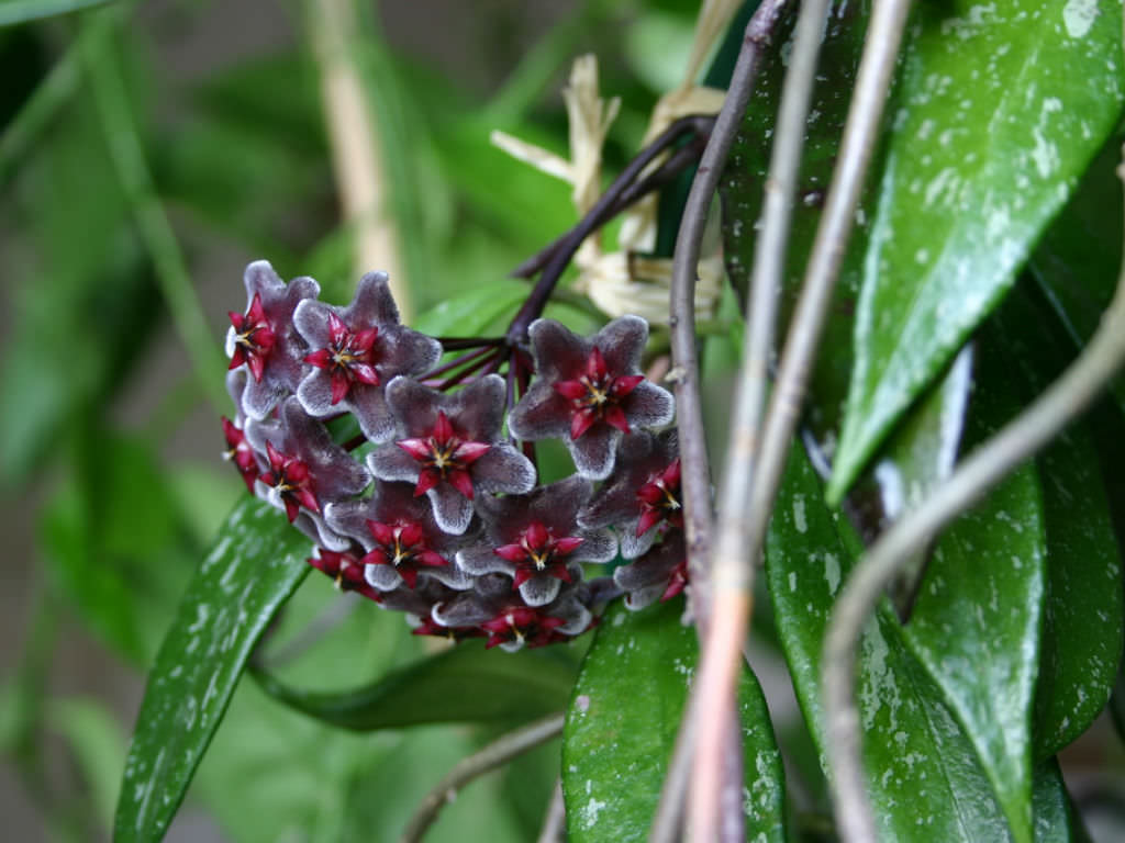 Hoya pubicalyx 'Red Buttons' World of Flowering Plants