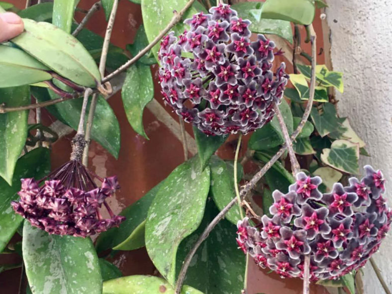 Hoya pubicalyx 'Red Buttons'