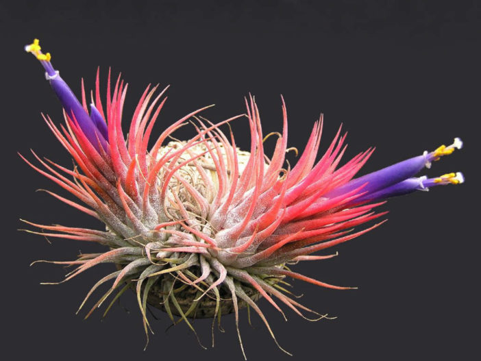 Tillandsia ionantha (Sky Plant)