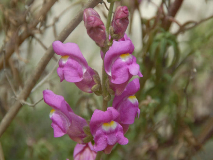 Antirrhinum majus (Snapdragon)