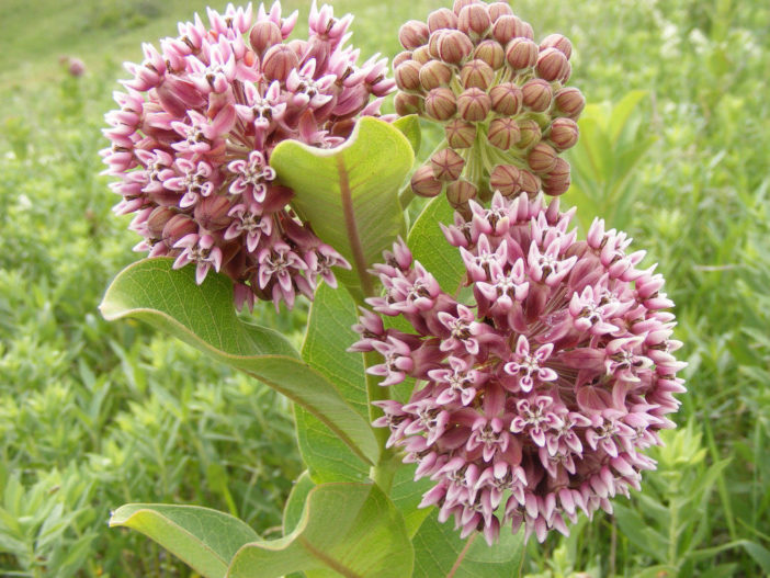 Asclepias Syriaca Common Milkweed World Of Flowering Plants