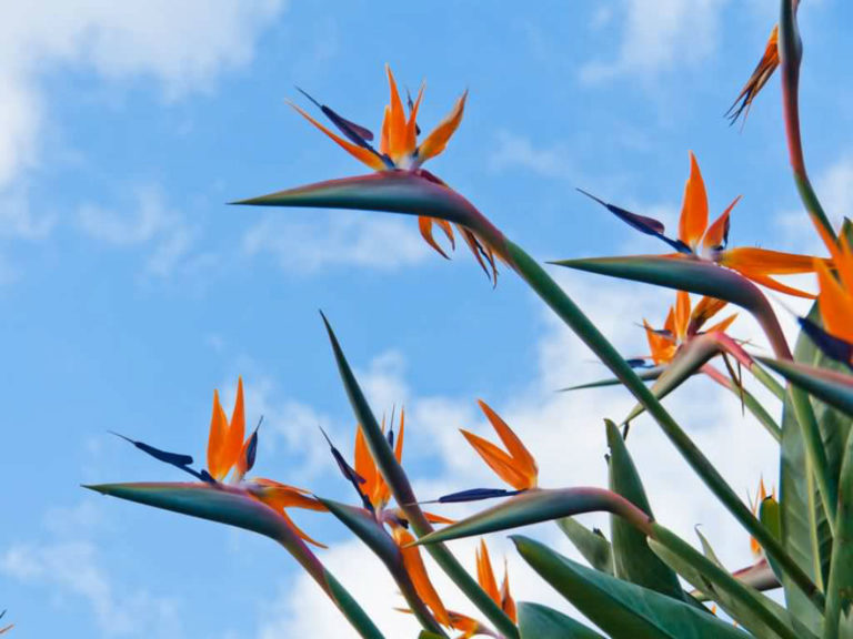 Bird of Paradise Flower Meanings and Symbolism World of Flowering Plants