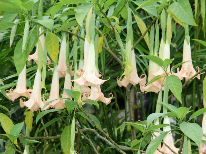 Brugmansia arborea (Angel's Trumpet)