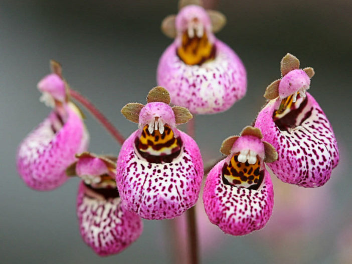 Calceolaria cana (Pocketbook Plant)