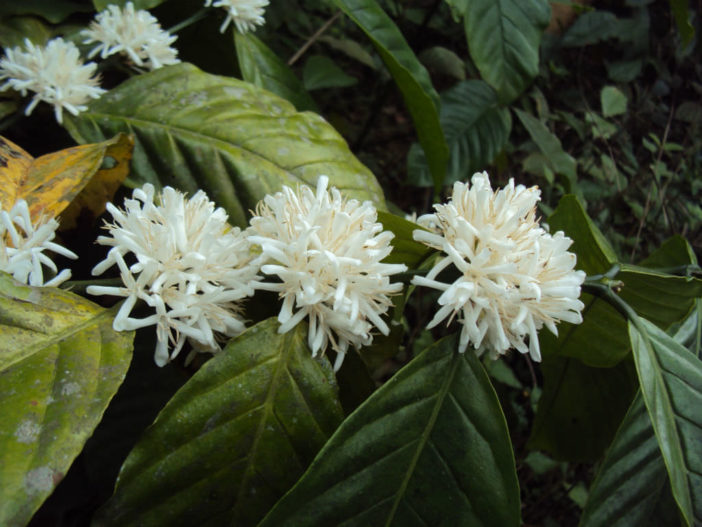 Coffea canephora (Robusta Coffee)