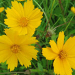 Coreopsis auriculata 'Nana' (Dwarf Lobed Tickseed) - World of Flowering ...