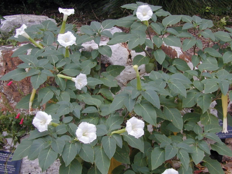 How to Grow and Care for Daturas World of Flowering Plants