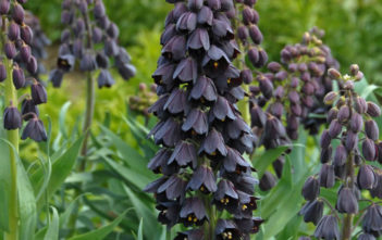 Fritillaria persica (Persian Lily) Fritillaria persica (Persian Lily)