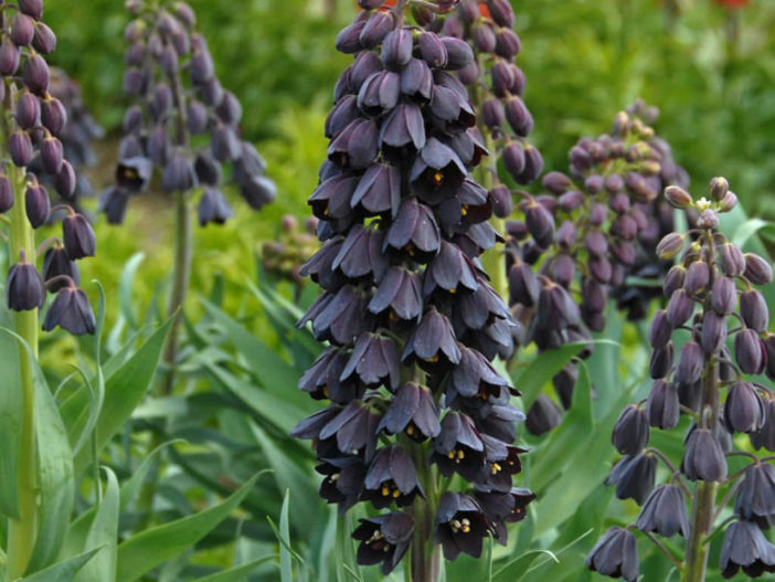 Fritillaria persica (Persian Lily)