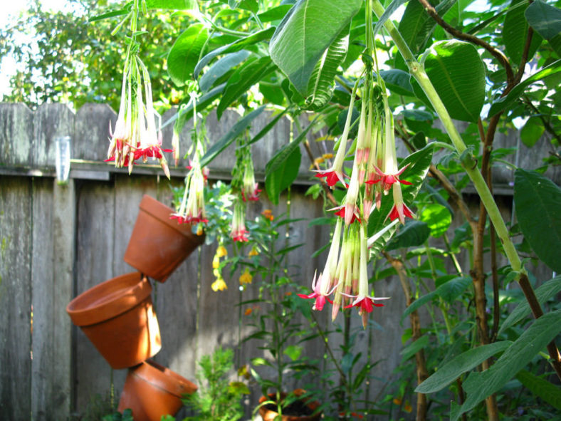 Fuchsia boliviana 'Alba' (White Bolivian Fuchsia)