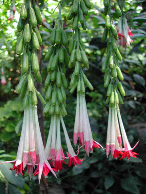Fuchsia boliviana 'Alba' (White Bolivian Fuchsia)
