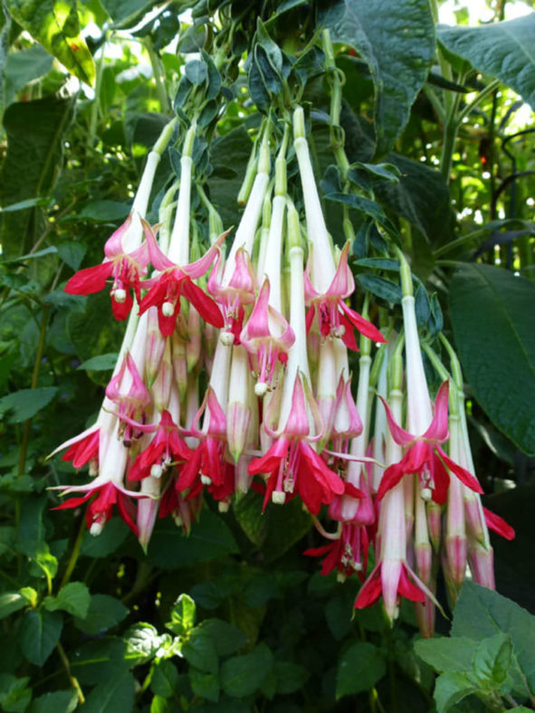 Fuchsia boliviana 'Alba' (White Bolivian Fuchsia)