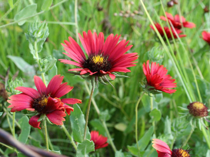 Gaillardia amblyodon (Maroon Blanketflower)