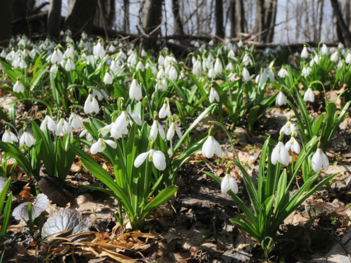 Galanthus plicatus (Pleated Snowdrop)