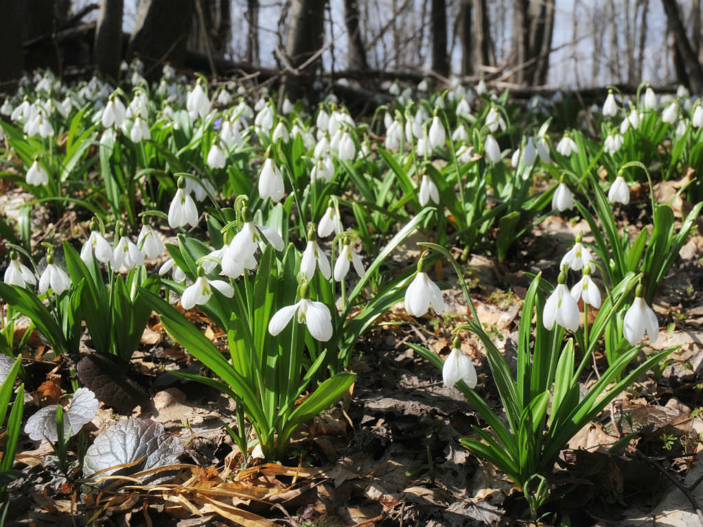 Galanthus Plicatus Pleated Snowdrop World Of Flowering Plants