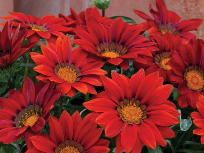 Gazania 'Red Shades' (Treasure Flower)