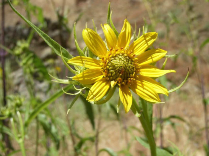 Helianthus californicus (California Sunflower)